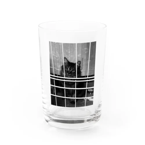 マダラくん Water Glass