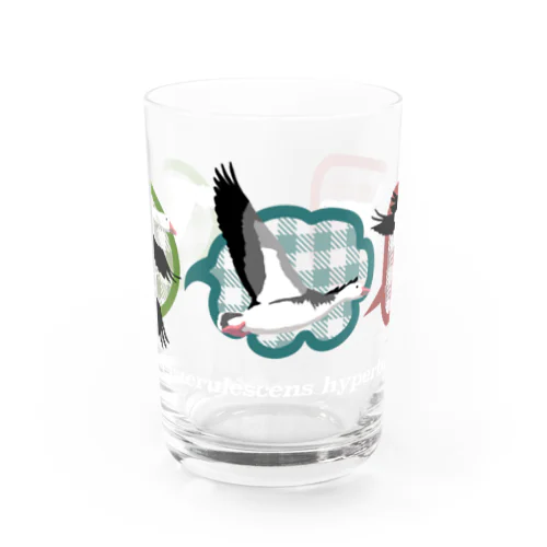 ハクガン３羽飛翔横 Water Glass