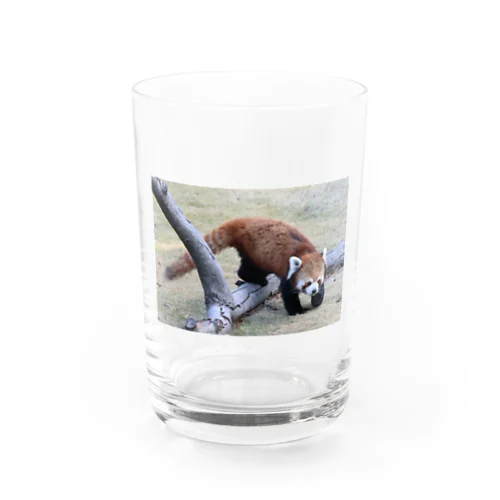 レッサーパンダ Water Glass