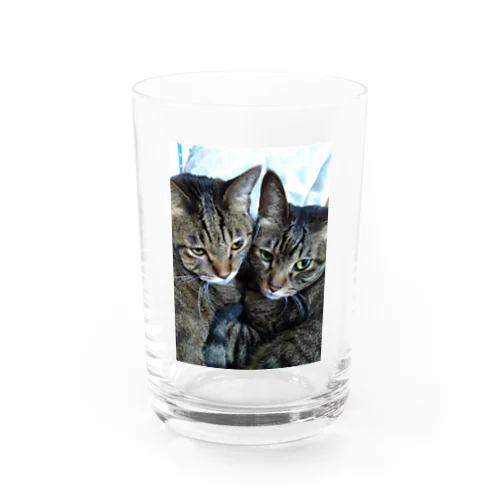 キジトラ猫の仲良し姉妹 Water Glass