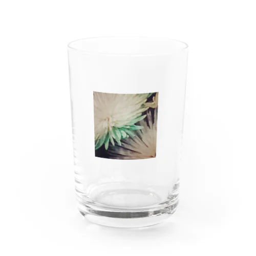 キクの花 Water Glass