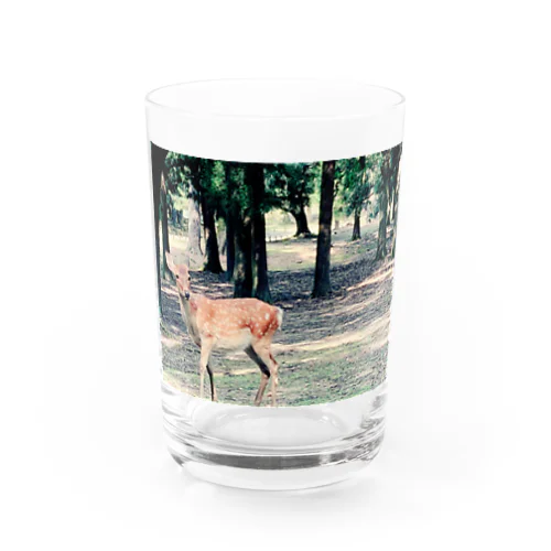 奈良の鹿ちゃん🦌 Water Glass