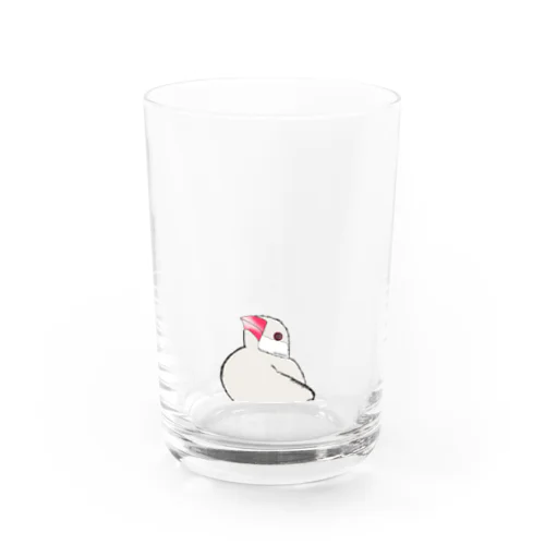 java sparrow Water Glass