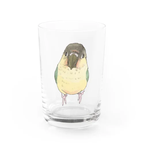 可愛いウロコメキシコインコちゃん【まめるりはことり】 Water Glass