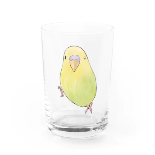 ウィンクするセキセイインコちゃん【まめるりはことり】 Water Glass