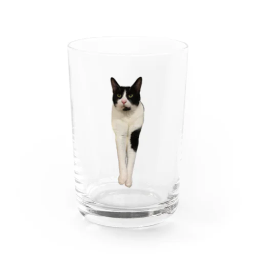 前足長いタロくん Water Glass