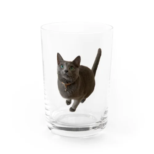 ロシアンブルーのシャーロット Water Glass