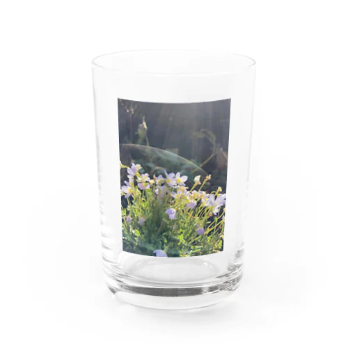 植物のオーラ Water Glass