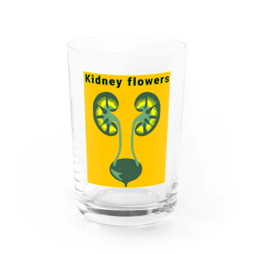 Kidney flowers Water Glass