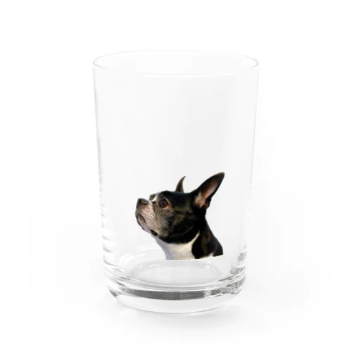 うちのボストンテリアがかわいい Water Glass