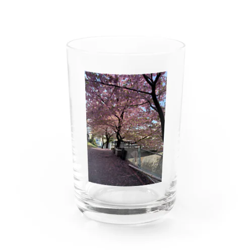 桜の季節 グラス