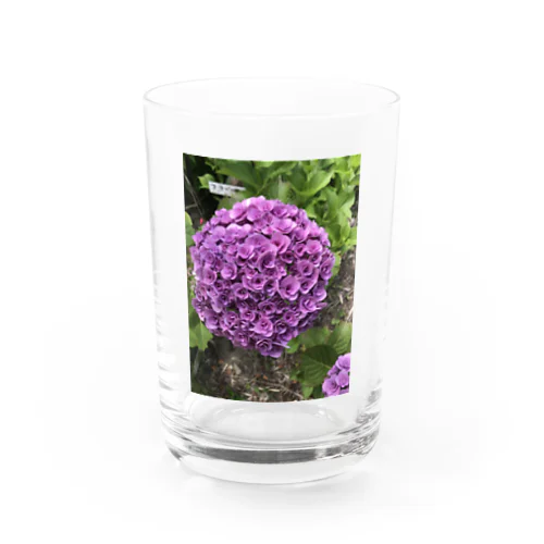 パープル 紫陽花 Water Glass