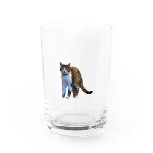 梅干ネコ Water Glass