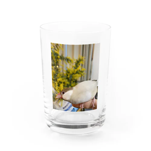 文鳥のもなか、よろしくね！ Water Glass