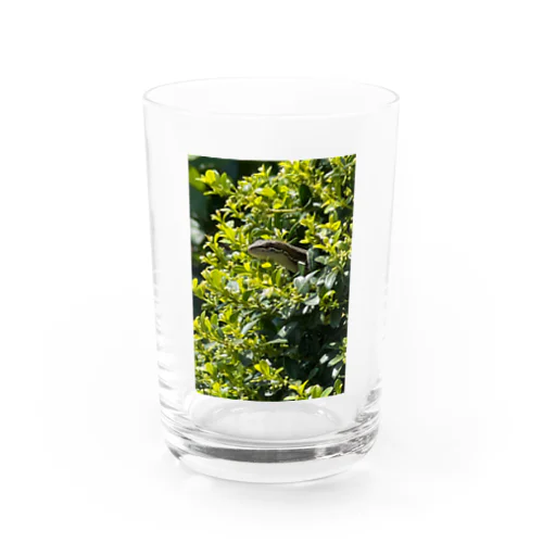 葉っぱの中からひょっこりトカゲ🦎 グラス