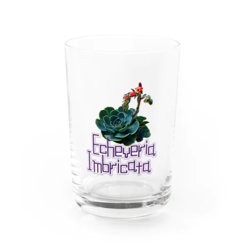 エケベリアの花 Water Glass