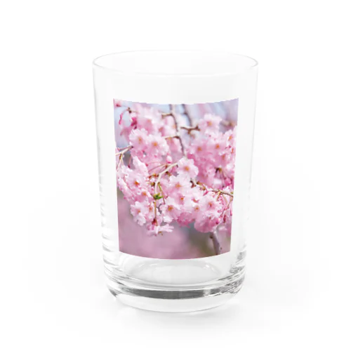 癒しの風景（八重桜） Water Glass