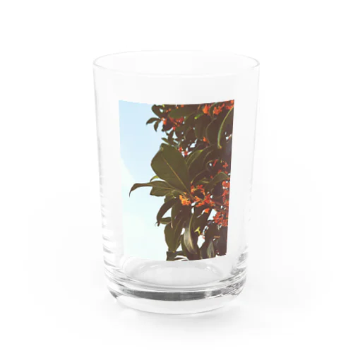 金木犀 Water Glass