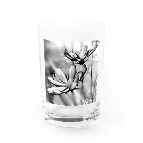 早咲きのコスモス（モノトーン） Water Glass