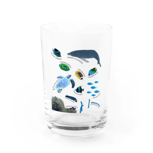 沖縄の海の生き物 Water Glass