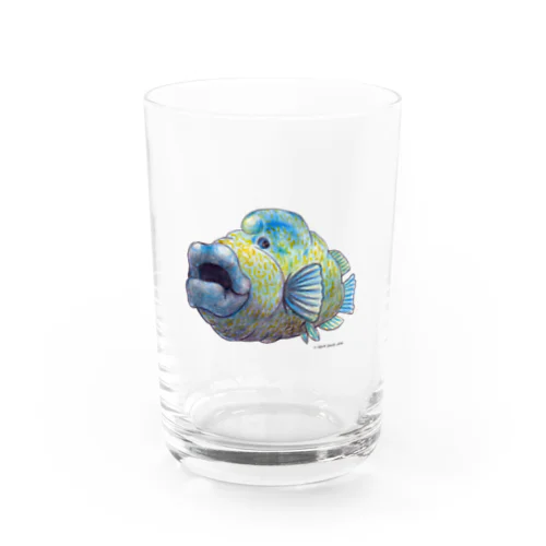 ナポレオンフィッシュ Water Glass