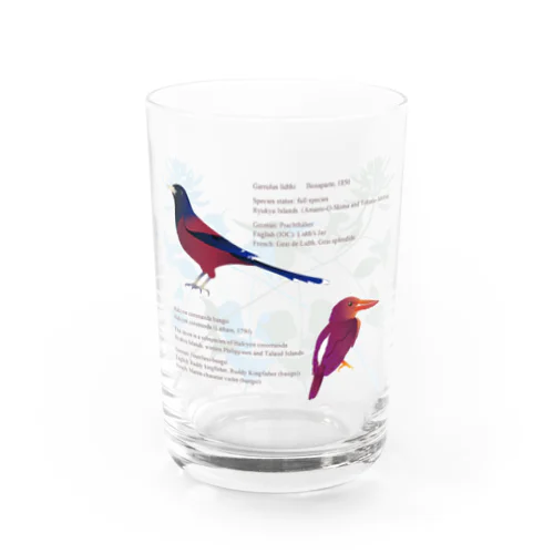 琉球の鮮やかな鳥たち Water Glass