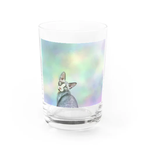 ほわほわグラフィック　スフィンクスねこ Water Glass