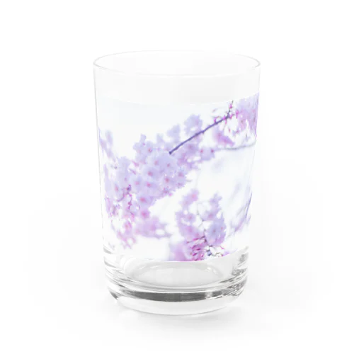桜フォト(2) グラス