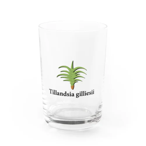 Tillandsia gilliesii Water Glass