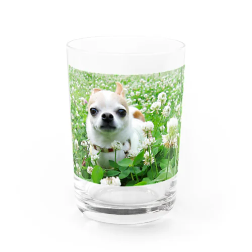 カラフルチワワ（クローバー） Water Glass