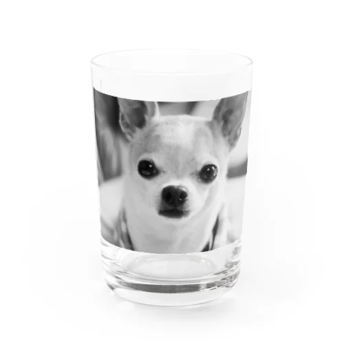 モノクロチワワ（おすまし） Water Glass