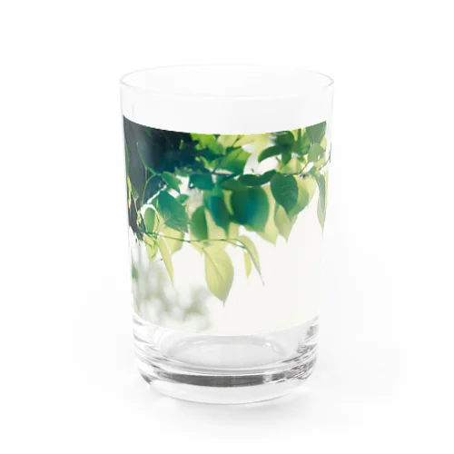  Cherry blossoms Water Glass
