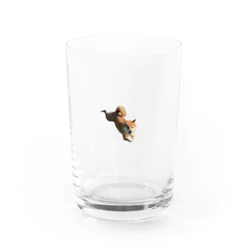 ジャンピング豆柴にこちゃん Water Glass