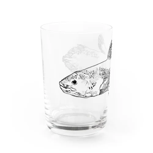シーラカンス Water Glass