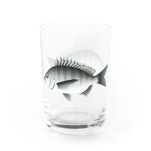 【魚類】クロダイちゃん☆黒鯛 Water Glass