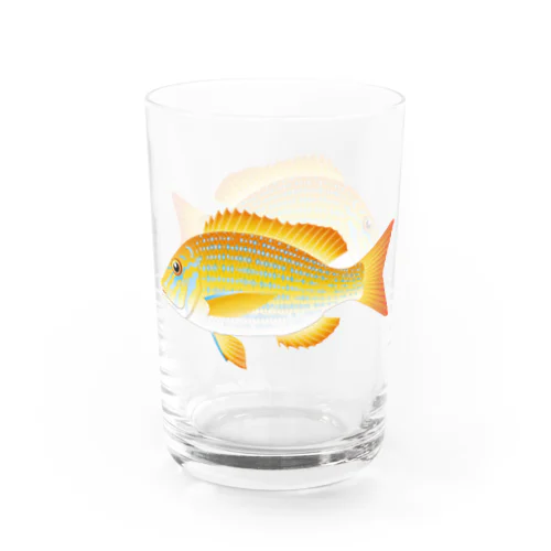 【魚類】ハマフエフキちゃん☆浜笛吹 Water Glass