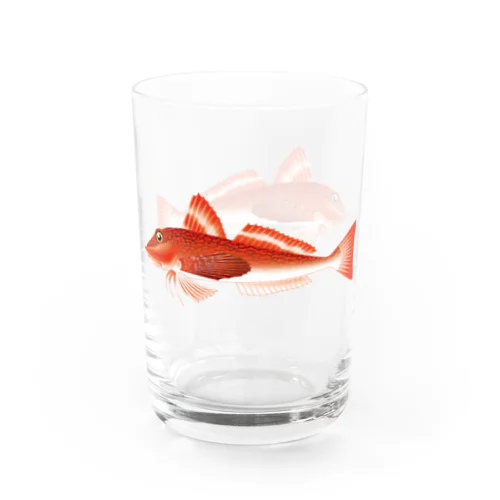 【魚類】ホウボウちゃん☆魴鮄 グラス