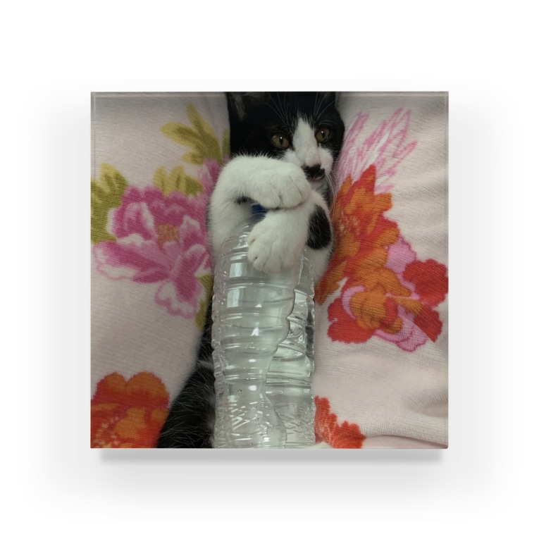 ペットボトルを抱える猫 高橋わたがし Takahashiwatagasi のアクリルブロック通販 Suzuri スズリ