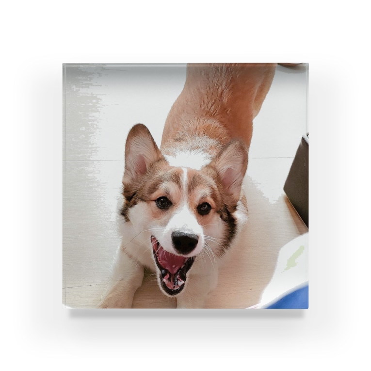 コーギー犬のがぉぉぉぉお 欠伸 Acrylic Block By コーギーショップ Corgi Lock Suzuri コーギー犬のがぉぉぉぉお 欠伸 Acrylic Block By コーギーショップ Corgi Lock Suzuri