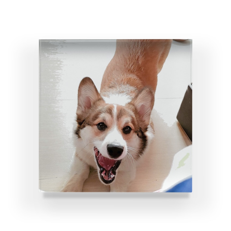 コーギー犬のがぉぉぉぉお 欠伸 Acrylic Block By コーギーショップ Corgi Lock Suzuri