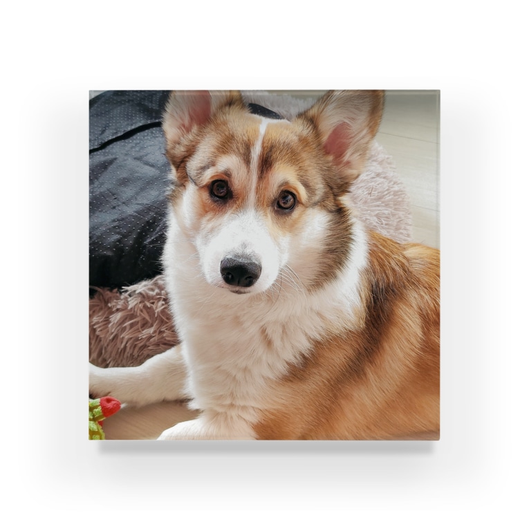 すましたコーギー犬ロック コーギーショップ Corgi Lock のアクリルブロック通販 Suzuri スズリ