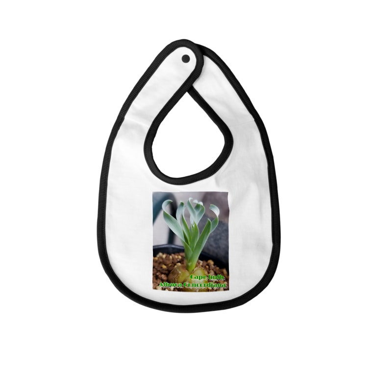 Albuca Concordiana アルブカ コンコルディアナ Mojamoja Bigfishのベイビービブ通販 Suzuri スズリ Albuca Concordiana アルブカ コンコルディアナ Mojamoja Bigfishのベイビービブ通販 Suzuri スズリ