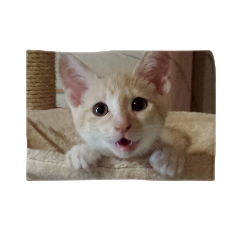 チェルシーひょっこり 猫部屋 Nekobeya のブランケット通販 Suzuri スズリ チェルシーひょっこり 猫部屋 Nekobeya のブランケット通販 Suzuri スズリ