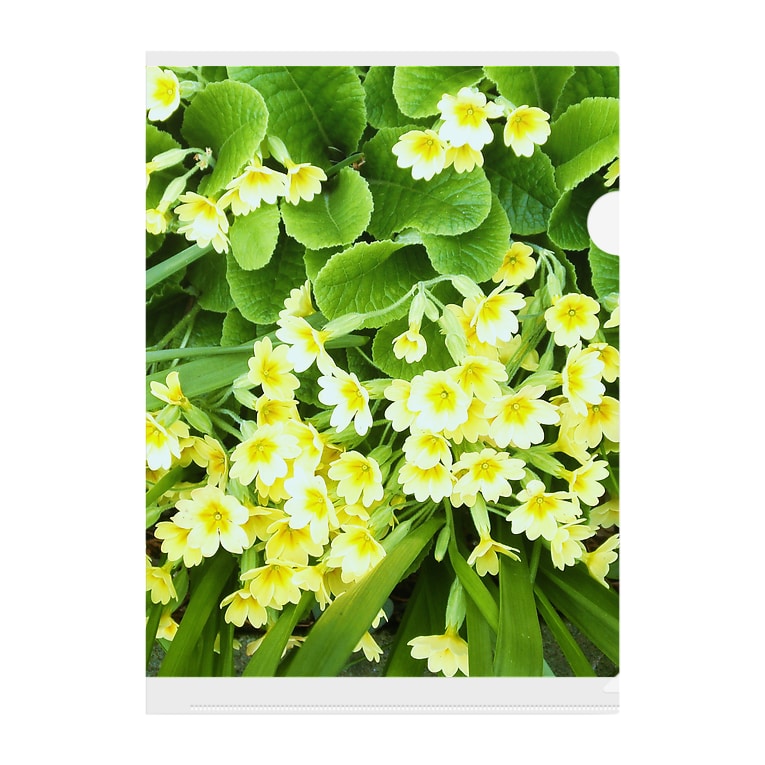 黄 緑 黄緑 花です Kinomikiのクリアファイル通販 Suzuri スズリ 黄 緑 黄緑 花です Kinomikiのクリアファイル通販 Suzuri スズリ