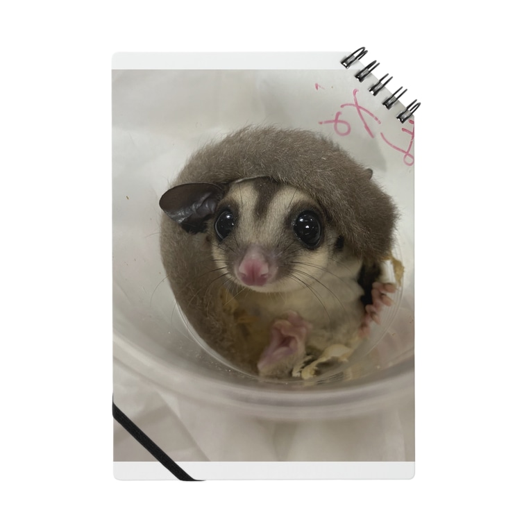 モモンガ のももん 猫とワオキツネザルとモモンガ 1121 のノート通販 Suzuri スズリ モモンガ のももん 猫とワオキツネザルとモモンガ 1121 のノート通販 Suzuri スズリ