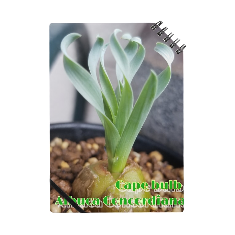 Albuca Concordiana アルブカ コンコルディアナ Mojamoja Bigfishのノート通販 Suzuri スズリ