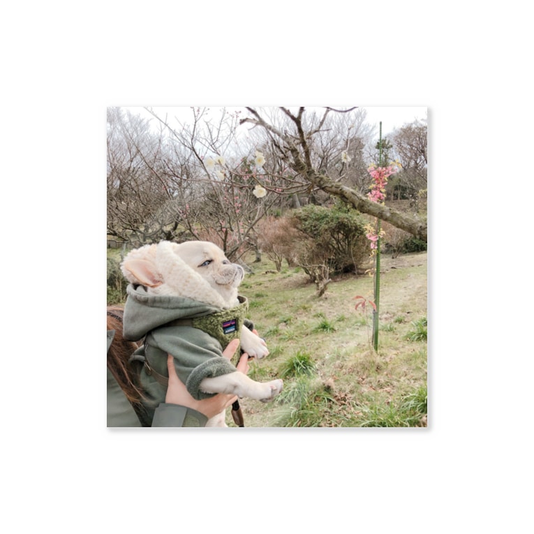 春を見つけたよ 桜 フレンチブルドッグ どん米 Amp Miranda フレンチブルドッグのどんミラです Donbay Miranda のステッカー通販 Suzuri スズリ 春を見つけたよ 桜 フレンチブルドッグ どん米 Amp Miranda フレンチブルドッグのどんミラです Donbay Miranda のステッカー通販 Suzuri スズリ