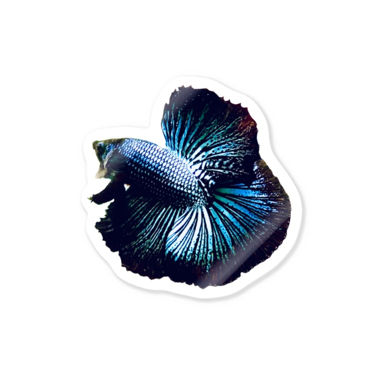 ベタ ハーフムーン 𓃠 𝚔𝚊𝚖𝚖𝚢 39 𝚜 𝚊𝚚𝚞𝚊𝚛𝚒𝚞𝚖 𓆛 Kammy Rium のステッカー通販 Suzuri スズリ ベタ ハーフムーン 𓃠 𝚔𝚊𝚖𝚖𝚢 39 𝚜 𝚊𝚚𝚞𝚊𝚛𝚒𝚞𝚖 𓆛 Kammy Rium のステッカー通販 Suzuri スズリ