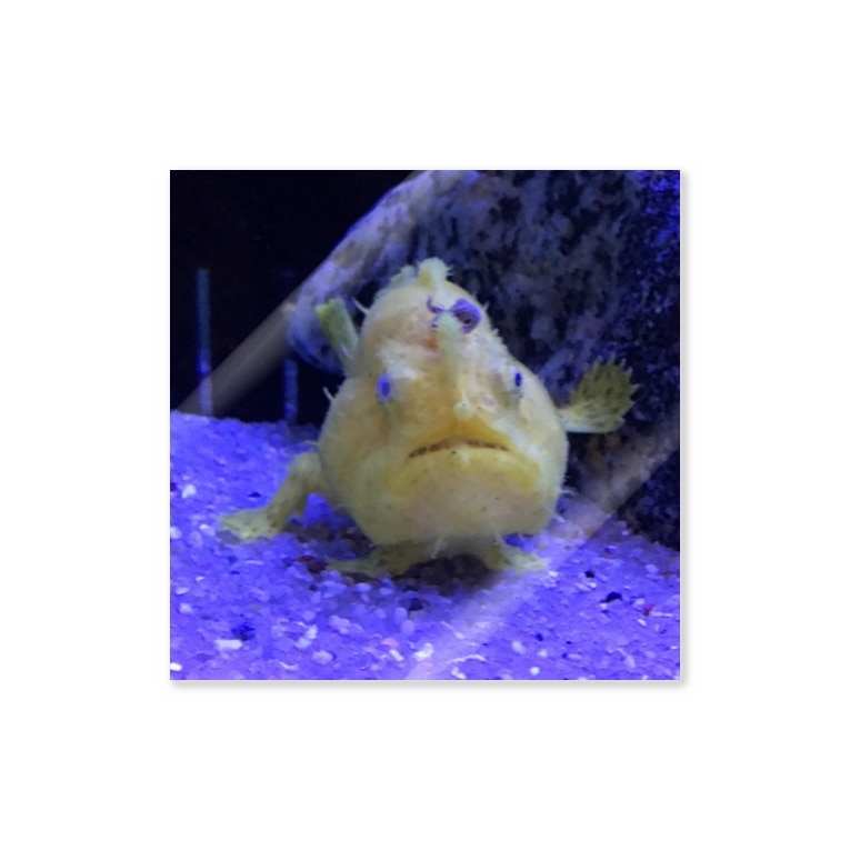 こっちをむいてるカエルアンコウちゃん Blanjetのステッカー通販 Suzuri スズリ こっちをむいてるカエルアンコウちゃん Blanjetのステッカー通販 Suzuri スズリ