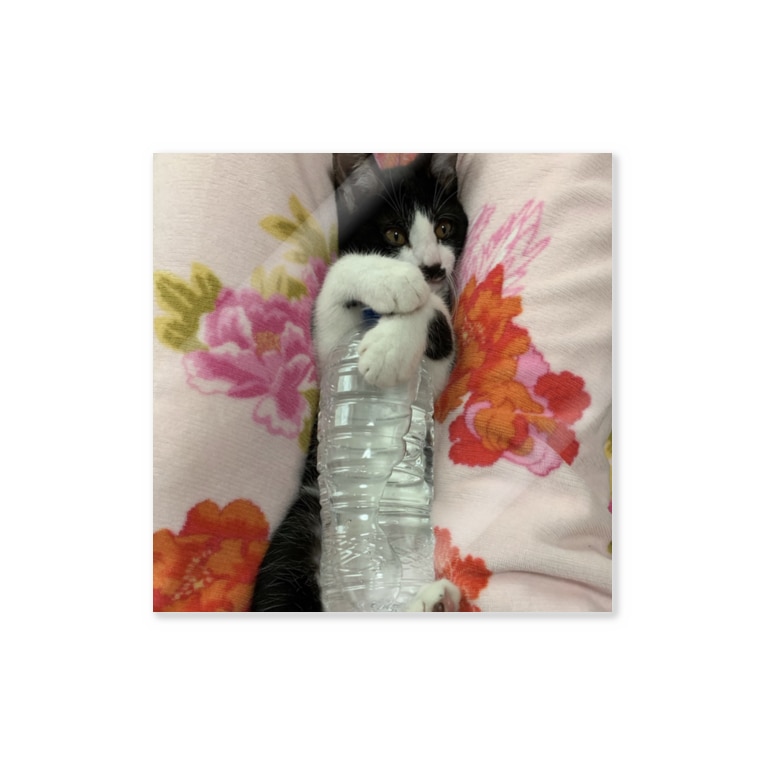 ペットボトルを抱える猫 高橋わたがし Takahashiwatagasi のステッカー通販 Suzuri スズリ ペットボトルを抱える猫 高橋わたがし Takahashiwatagasi のステッカー通販 Suzuri スズリ